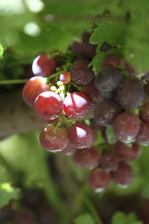 فيلا Agriturismo Cascina Mariale Albiano dʼIvrea المظهر الخارجي الصورة